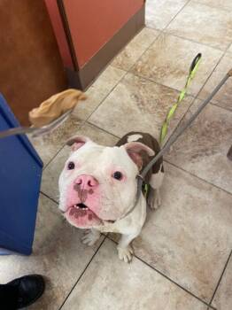 Apollo -  American Bulldog Dog for Adoption in Cincinnati, Ohio - Apollo | PetCurious