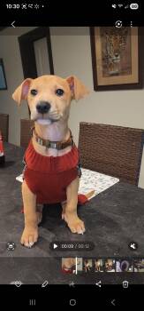 Rescue Terrier Dogs for Adoption in Walker, Louisiana - Rex | PetCurious