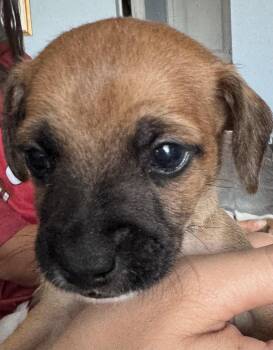 Apricot -  Chihuahua and Mixed Breed Dog for Adoption in Severance, Colorado - Apricot | PetCurious