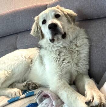 Great Pyrenees Dogs Available for Adoption in Dallas, Texas - Buck | PetCurious