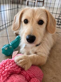 Falkor -  Terrier and Dachshund Dog for Adoption in Newport Beach, California - Falkor | PetCurious