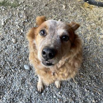 Marshall -  Australian Cattle Dog Blue Heeler Dog for Adoption in Bonners Ferry, Idaho - Marshall | PetCurious