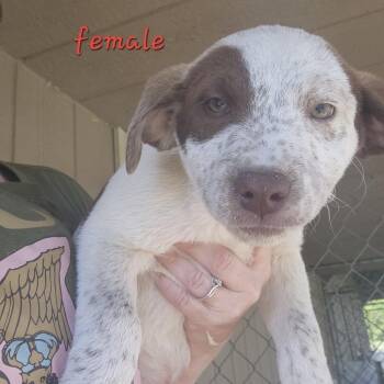 Cattle Dog and Pit Bull Terrier Dogs Available for Adoption in Armonk, New York - AAD Upcoming Arrival! Bay - 26070 | PetCurious