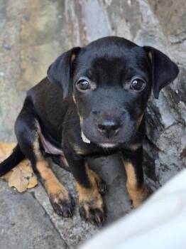 Monica -  Terrier Dog for Adoption in Valley Park, Oklahoma - Monica | PetCurious