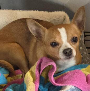 Chihuahua Dogs Available for Adoption - BRUTUS | PetCurious