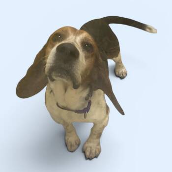 Hank -  Beagle Dog for Adoption in Elyria, Ohio - Hank | PetCurious