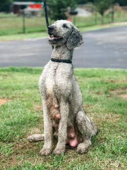 Dorthea -  Poodle Dog for Adoption in Brewster, New York - Dorthea | PetCurious