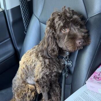 Beaux -  Spaniel and Poodle Dog for Adoption in Chattanooga, Tennessee - Beaux | PetCurious