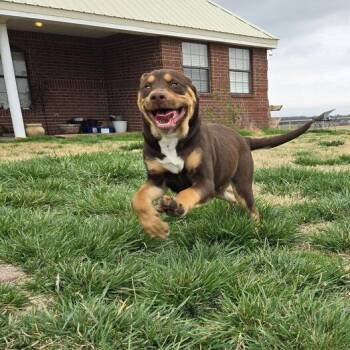 Mastiff Dogs Available for Adoption in Spring, Texas - Sam | PetCurious