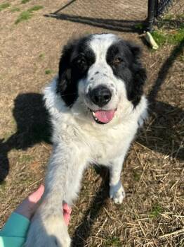 Rescue Great Pyrenees Dogs for Adoption in Evansville, Indiana - Shania | PetCurious