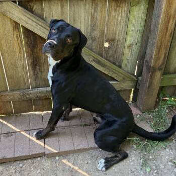 Bruno -  Labrador Retriever Dog for Adoption in Martinsville, Indiana - Bruno | PetCurious