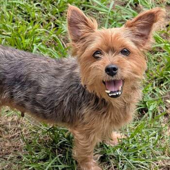 Gigi -  Yorkshire Terrier and Silky Terrier Dog for Adoption in Baton Rouge, Louisiana - Gigi | PetCurious