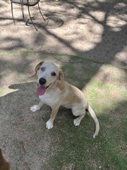 Hopper - 26115 -  Hound and Beagle Dog for Adoption in Armonk, New York - Hopper - 26115 | PetCurious