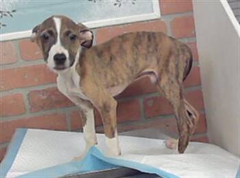 A2098305 -  Staffordshire Bull Terrier and Mixed Breed Dog for Adoption in Houston, Texas - A2098305 | PetCurious