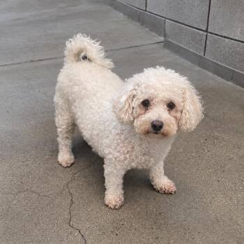 Arthur -  Poodle and Bichon Frise Dog for Adoption in Tucson, Arizona - Arthur | PetCurious