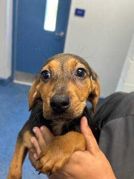 26-355 Charlotte -  Shepherd Dog for Adoption in Tarboro, North Carolina - 26-355 Charlotte | PetCurious
