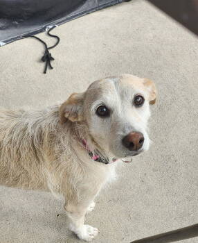 Rescue Cairn Terrier and Jack Russell Terrier Dogs for Adoption - Kira *Arriving 12/6* | PetCurious