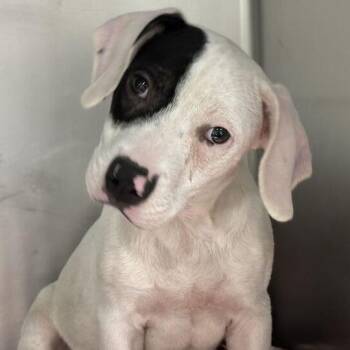 Dalue -  Mixed Breed Dog for Adoption in Davenport, Iowa - Dalue | PetCurious