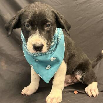 Nutmeg -  Mixed Breed Dog for Adoption in Canal Winchester, Ohio - Nutmeg | PetCurious