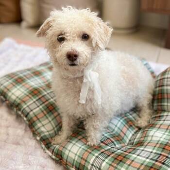 Harmony 8873 -  Poodle Dog for Adoption in Boca Raton, Florida - Harmony 8873 | PetCurious