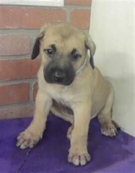 A2082395 -  Staffordshire Bull Terrier and Mixed Breed Dog for Adoption in Houston, Texas - A2082395 | PetCurious