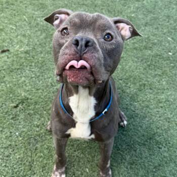 ROMAN -  Mixed Breed Dog for Adoption in Memphis, Tennessee - ROMAN | PetCurious