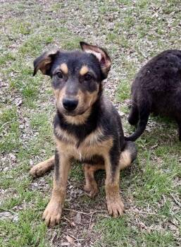 German Shepherd Dog Dogs Available for Adoption in Luling, Texas - Moe Madison  | PetCurious