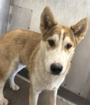 Siberian Husky Dogs Available for Adoption in San Bernardino, California - BAXTER | PetCurious