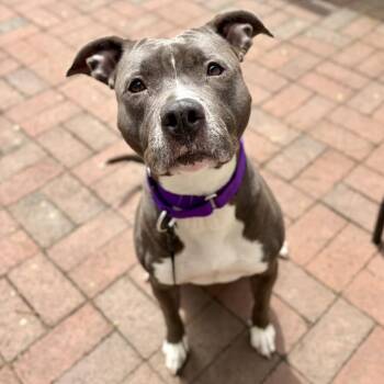 Pit Bull Terrier Dogs Available for Adoption in Fullerton, Pennsylvania - Ms. Muppet | PetCurious