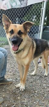 Rescue Shepherd and Mixed Breed Dogs for Adoption in Virginia, Minnesota - Hero | PetCurious