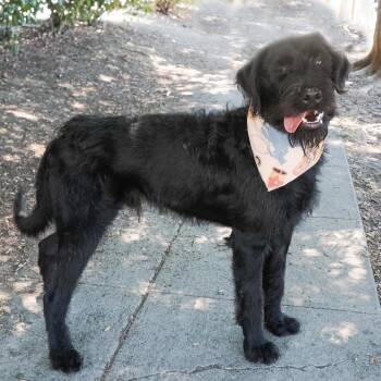 STETSON -  Giant Schnauzer and Standard Poodle Dog for Adoption in Richmond, California - STETSON | PetCurious
