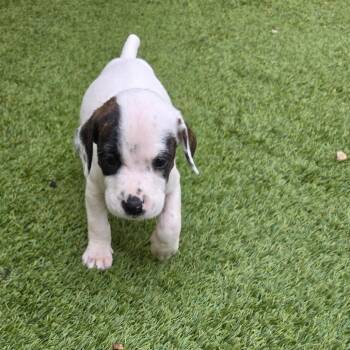 Rescue Mixed Breed Dogs for Adoption in Loxahatchee Groves, Florida - Vampire 5601 | PetCurious