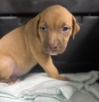 Buffy -  Boxer Dog for Adoption in Sioux City, Iowa - Buffy | PetCurious