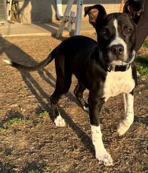 Pit Bull Terrier Dogs Available for Adoption in Evansville, Indiana - Bogee | PetCurious