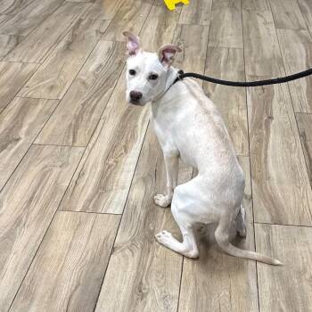 Theo -  Yellow Labrador Retriever Dog for Adoption in Newark, New Jersey - Theo | PetCurious