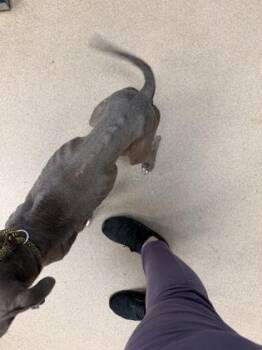 Kamicha -  Mixed Breed Dog for Adoption in Chamblee, Georgia - Kamicha | PetCurious