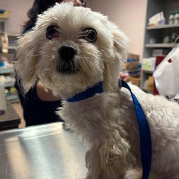 Mixed Breed Dogs Available for Adoption in Vineland, New Jersey - Kordia | PetCurious