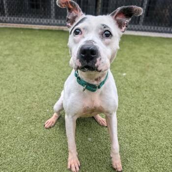 Mia -  Pit Bull Terrier Dog for Adoption in Greensboro, North Carolina - Mia | PetCurious