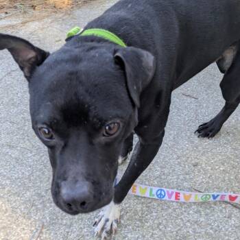 Mixed Breed Dogs Available for Adoption - Baxter | PetCurious