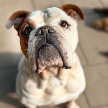 Carl -  English Bulldog Dog for Adoption in Portland, Oregon - Carl | PetCurious