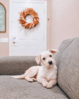 Starlord -  Poodle and Terrier Dog for Adoption in Goodyear, Arizona - Starlord | PetCurious