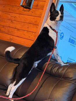 Maxwell -  Australian Cattle Dog Blue Heeler and Australian Shepherd Dog for Adoption in Duluth, Minnesota - Maxwell | PetCurious