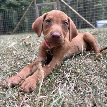 Willow -  Labrador Retriever and Mixed Breed Dog for Adoption in Cedarburg, Wisconsin - Willow | PetCurious