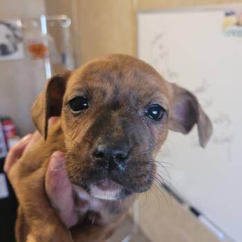 Pit Bull Terrier and Mixed Breed Dogs Available for Adoption - Bobbi | PetCurious