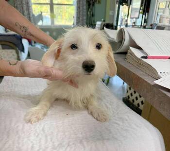 Lumi (NOT YET AVAILABLE) -  Maltese and Dachshund Dog for Adoption in Benton, Louisiana - Lumi (NOT YET AVAILABLE) | PetCurious