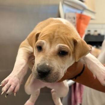 Nick -  Shar Pei Dog for Adoption in Agua Dulce, California - Nick | PetCurious