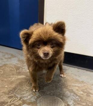 Coco -  Pomeranian Dog for Adoption in Red Bluff, California - Coco | PetCurious