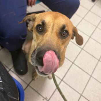 Dolly Parton -  Mixed Breed Dog for Adoption in Charleston, West Virginia - Dolly Parton | PetCurious