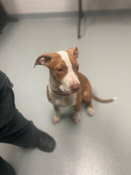 LILLY -  Pit Bull Terrier and Mixed Breed Dog for Adoption in St. Cloud, Florida - LILLY | PetCurious