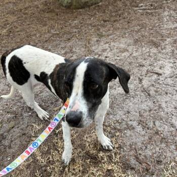 Foxhound Dogs Available for Adoption - Jasmine | PetCurious